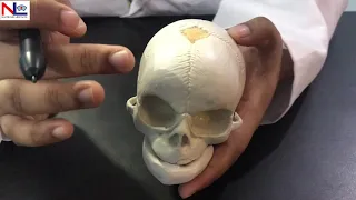 Fetal Skull in Hindi (हिंदी)| Practical Explanation | Nursing Lecture