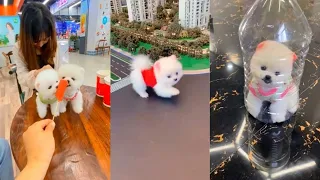 Tik Tok Chó Phốc Sóc Mini 😍 Funny and Cute Pomeranian #18