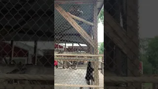 Annoying girl almost gets her phone snatched. Monkeys don’t play around.