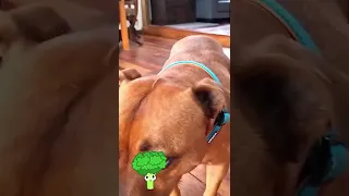 Broccoli Test Between Dog & Cat 🥦