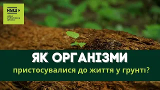 Як тварини пристосувалися до життя у грунті? #ПізнаємоПрироду