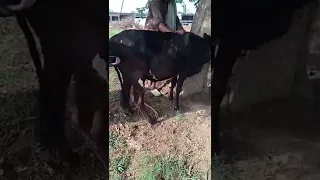 Bull 🐂 trying meeting with cow 🐄 #shorts #youtubeshorts #bull