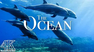 The Ocean 4K - Amazing Ocean Life | Scenic Wildlife Film With Calming Music