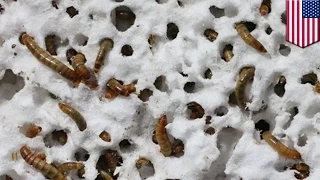 Plastic pollution: researchers discover worms that can safely biodegrade Styrofoam - TomoNews