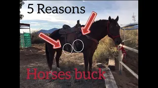 5 Reasons Horses Buck