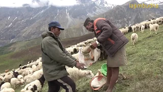 salt feeding time to sheep || Nepal || dolpa || lajimbudha ||