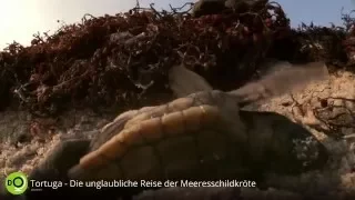 Tortuga - Die unglaubliche Reise der Meeresschildkröte Teaser