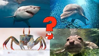 Морские животные для детей. Подводный мир и морские обитатели    Учим животных для малышей.