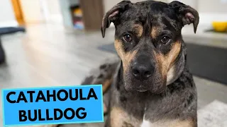 Catahoula Bulldog - TOP 10 Interesteing Facts