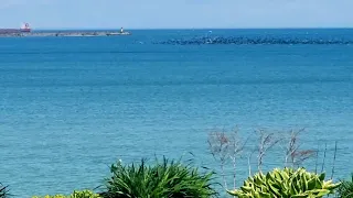 Thousands of birds hanging out off-shore