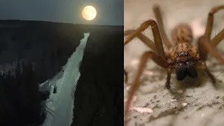 Mysterious Giant Spider Encounter On A Highway In Canada