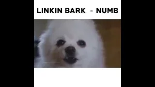 Linkin Bark - Numb ( Linkin Park - Numb ) - Dog Cover