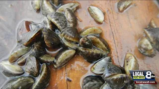 More importance being put on boat inspections with threat of quagga mussels