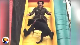 Dogs vs Slides Compilation | The Dodo