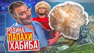 РОДИНА ПАПАХ. Какая у ХАБИБА / Продажи после КОНОРА