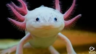 Random axolotl stuff (updated)