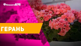 🌸 Семена цветов Пеларгония ✔️ Герань 🌿 Планета Агро