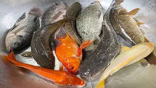Kem Chanel thay nước cho bể cá, bắt các con vật: cá chép, cá cảnh, cá vàng, cá rô sang bể cá màu sắc
