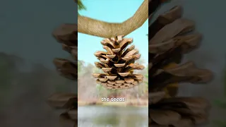 What The Heck Is A Pine Cone? 🤔