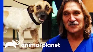 Street Dog With A Broken Leg Gets A Second Chance | Dr. Jeff: Rocky Mountain Vet