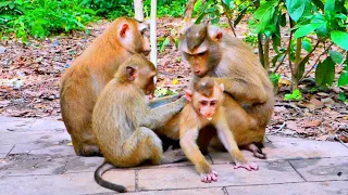 Activities/ Warm Heart and Sweet Family Pigtails Monkey Mom Libby, Mom Luna, Rainbow, Lucy, Baby LEO