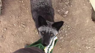 Curious Fox