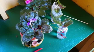 Easy Way to Root African Violets