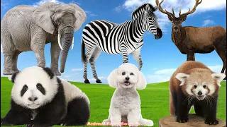 A Compilation of Amazing Animal Sounds and Videos: Red Panda, Panda, Moose, Zebra, Elephant, Zebra..