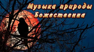 Чудесные звуки ночного леса и пения соловья.