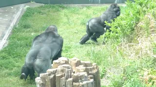Silverback sanctions son for beating female gorilla｜Shabani Group