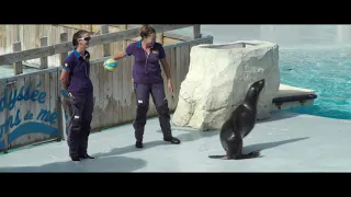 Spectacle "L'Odysée des lions de mer" ZooParc de Beauval  Août 2018