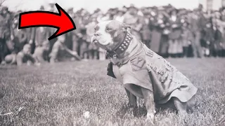 Этот пёс участвовал в Первой мировой войне...