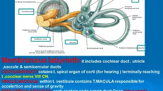 123  Inner ear membranous labyrinth