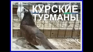 Курские турманы. pigeons of Kursk