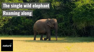 Single Wild Elephant Reaming Alone | Wild Elephants | Wildlife