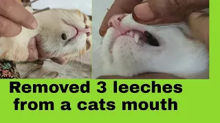 Removed 3 leeches from a cats mouth