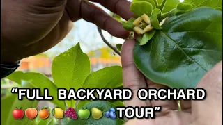 “FULL SUBURBAN BACKYARD ORCHARD 🍊🍐🍑🍋‍🟩🍎🍏🍇🍋🫐TOUR”