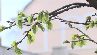 Погода на ближайшие выходные и майские праздники