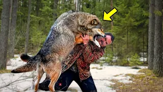 Hungry Wolves Surrounded a Wounded Man. You Won't Believe What They Did Next!