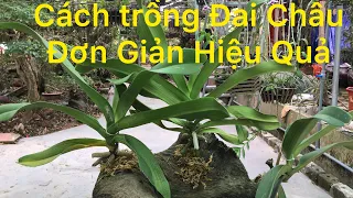 Cách trồng Đai Châu | Ngọc Điểm vào gỗ luax