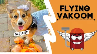 Dogs Encounter FLYING VACUUM! #battle #scary