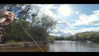 Fly fishing Tasmania, good fishing at a public access point close to Town!