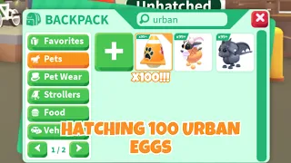 HATCHING 100 URBAN EGGS IN ADOPT ME!