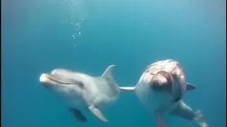 Rescued dolphins ready for release