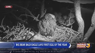 Big Bear Bald Eagle Jackie lays first egg of 2022