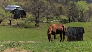 Daily Adventures of a Family Living Beyond the Mountains. Life on the Edge of Civilization.