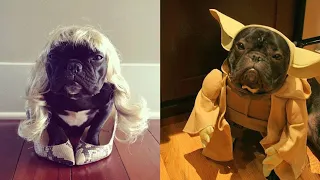 Funny and Cute Tiktok French BullDog Compilation | Tik Tok Memes | Try Not To Laugh