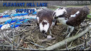 Pleasant Hill Lake Ospreys 1st Egg 4/20/2024