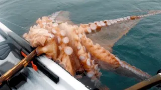 Amazing Giant Octopus Fishing Diving Skill - Fastest Giant Octopus Catching and Processing on Sea