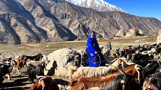 Baking Types of Traditional Village Breads in a Rustic Oven/The life of a herd of goats